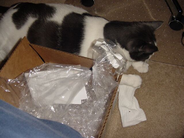 Baxter, photo 3