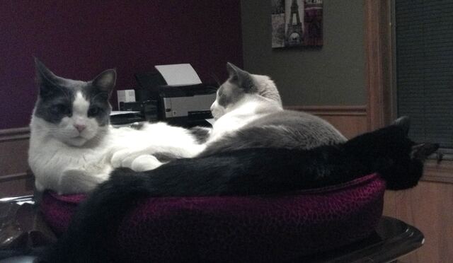 Baxter, Junior and Charlie