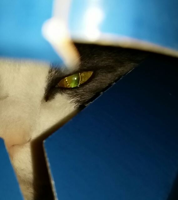 Baxter, photo 100