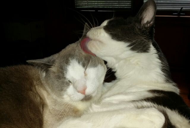 Baxter, photo 111