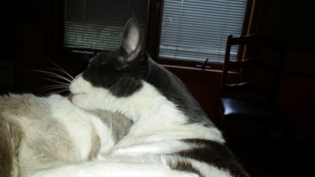 Baxter, photo 108