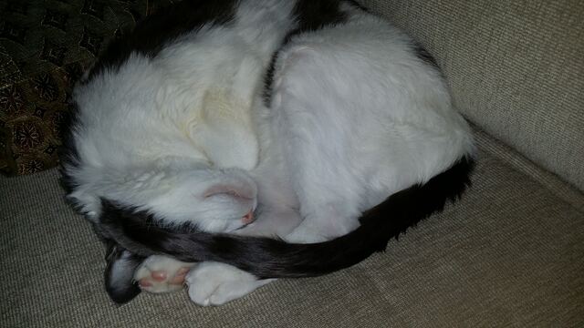Baxter, photo 118