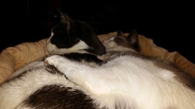Baxter, photo 123