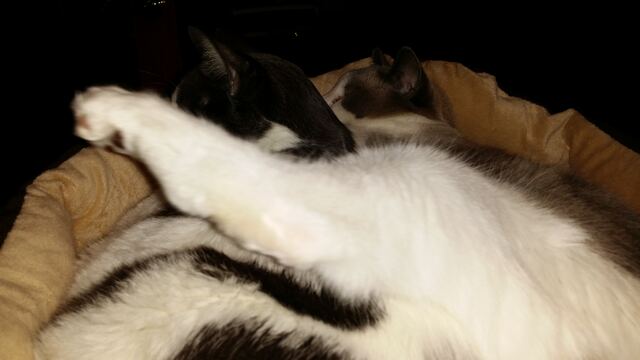 Baxter, photo 124