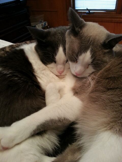 Baxter, photo 57