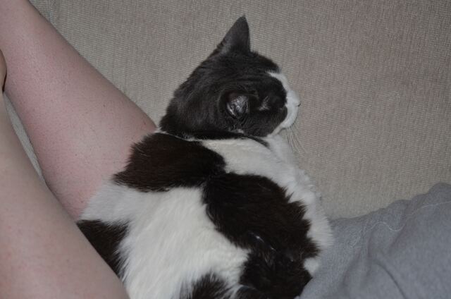 Baxter, photo 40