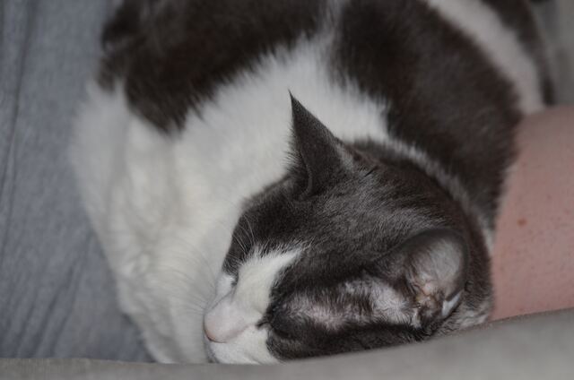 Baxter, photo 44