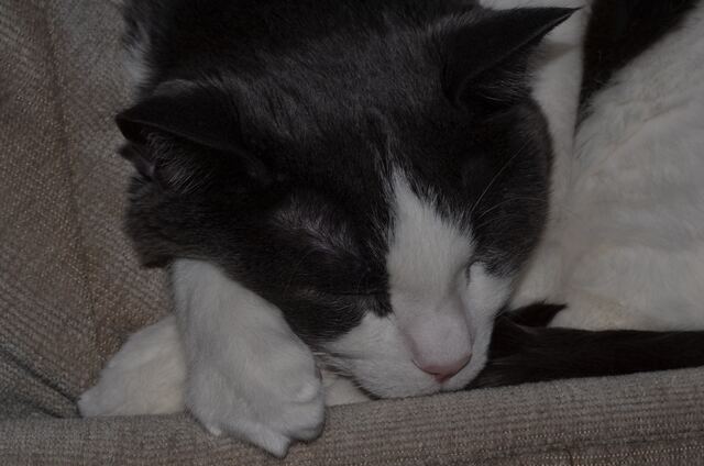 Baxter, photo 74