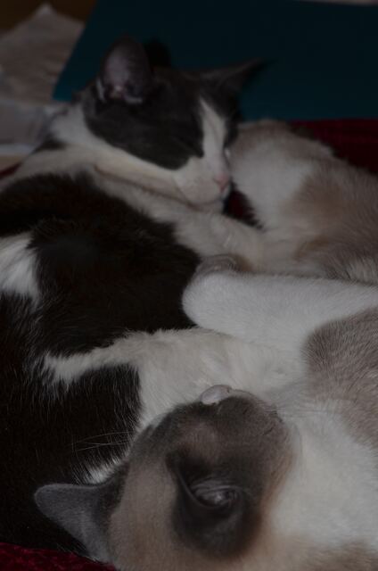 Baxter, photo 76