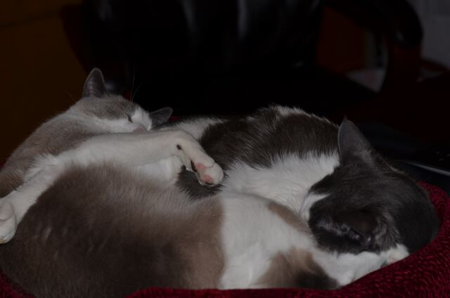 Baxter, photo 77