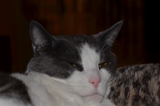 Baxter, photo 81