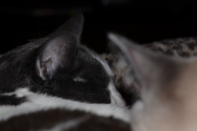 Baxter, photo 84