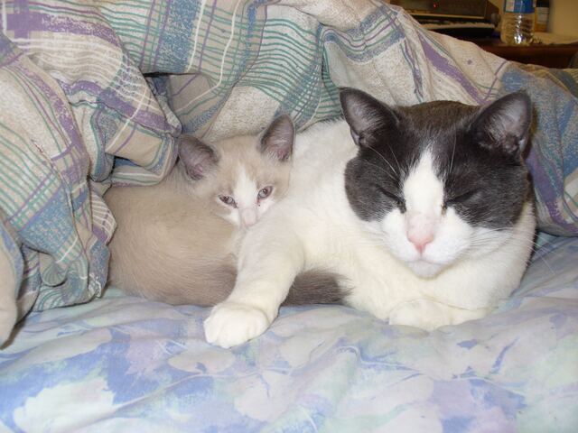 Baxter, photo 21