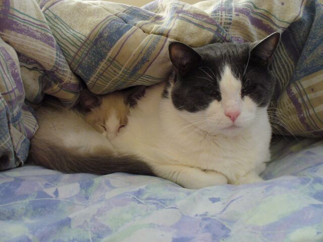 Baxter, photo 25