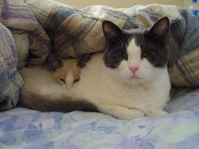 Baxter, photo 27