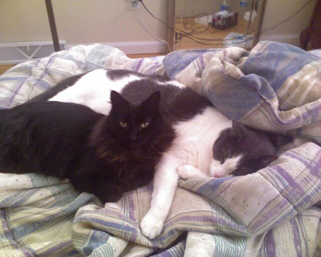 Baxter, photo 9