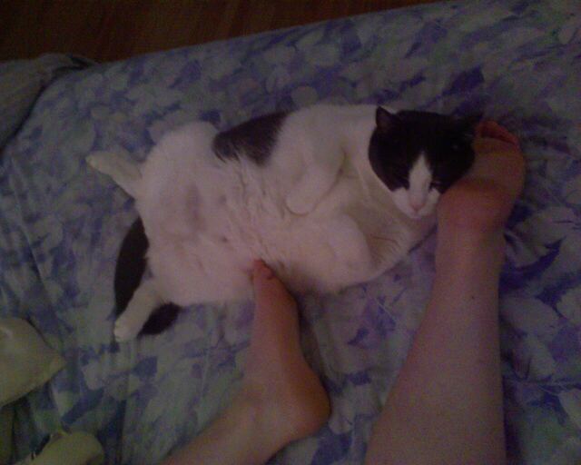 Baxter, photo 11