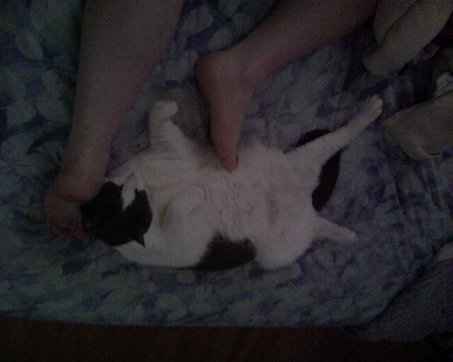 Baxter, photo 13